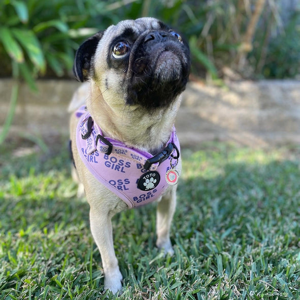 Boss Girl Harness - Toto The Label