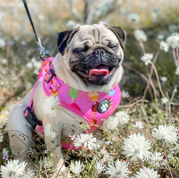 Ice-Cream Harness - Toto The Label