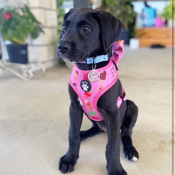 Ice-Cream Harness - Toto The Label